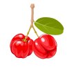 Acerola